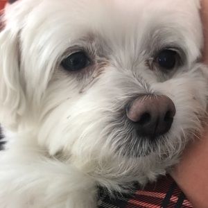 Meet your Posher, Britt